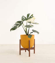 Load image into Gallery viewer, Sunset Orange stand:walnut
