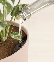 Load image into Gallery viewer, Sandy Pink stand:all
