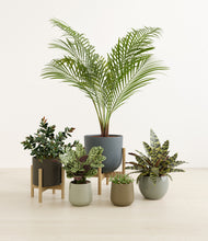 Load image into Gallery viewer, Earthy stand:two_stands
