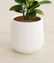 Load image into Gallery viewer, White stand:all
