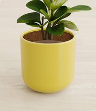 Load image into Gallery viewer, Key Lime Yellow stand:all
