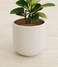 Load image into Gallery viewer, Cotton White stand:all
