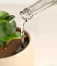 Load image into Gallery viewer, Almond Green stand:all
