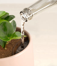 Load image into Gallery viewer, Gentle Pink stand:all
