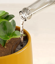 Load image into Gallery viewer, Mustard stand:all
