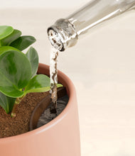 Load image into Gallery viewer, Calm Rose stand:all
