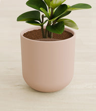 Load image into Gallery viewer, Sandy Pink stand:all
