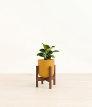 Load image into Gallery viewer, Sunset Orange stand:walnut
