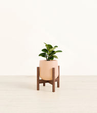 Load image into Gallery viewer, Gentle Pink stand:walnut
