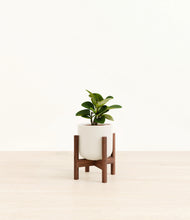 Load image into Gallery viewer, Cotton White stand:walnut
