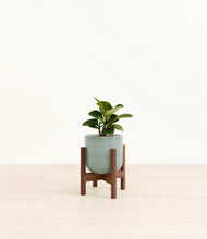 Load image into Gallery viewer, Reactive Aqua stand:walnut
