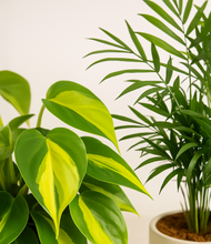 Load image into Gallery viewer, ALL
