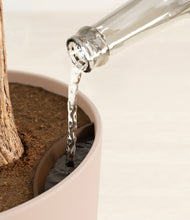 Load image into Gallery viewer, Sandy Pink stand:all
