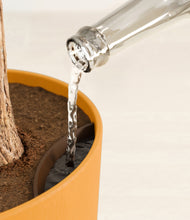 Load image into Gallery viewer, Sunset Orange stand:all
