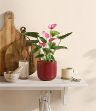 Load image into Gallery viewer, Striped Cherry Red
