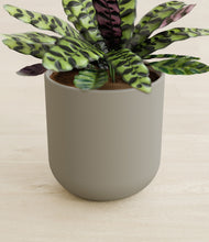 Load image into Gallery viewer, Sage Green stand:all
