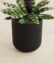 Load image into Gallery viewer, Stone Black stand:all
