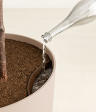 Load image into Gallery viewer, Sandy Pink
