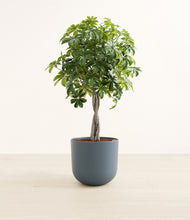 Load image into Gallery viewer, Schefflera Tree
