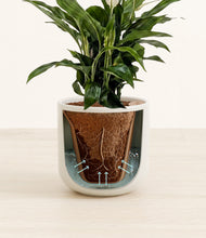 Load image into Gallery viewer, Cotton White stand:all
