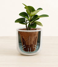 Load image into Gallery viewer, Hammered Ivory stand:all
