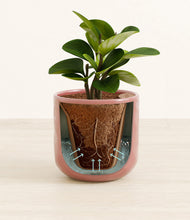 Load image into Gallery viewer, Hammered Rose Pink stand:all
