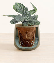 Load image into Gallery viewer, Olive stand:all
