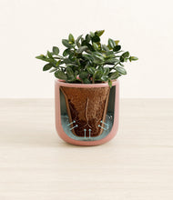 Load image into Gallery viewer, Striped Rose Pink stand:all
