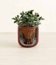 Load image into Gallery viewer, Striped Cherry Red stand:all
