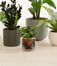 Load image into Gallery viewer, Woodland stand:all
