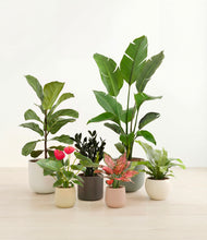 Load image into Gallery viewer, Woodland*****Profile
