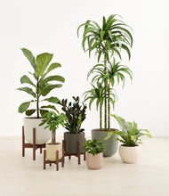 Load image into Gallery viewer, Woodland stand:three_stands
