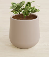 Load image into Gallery viewer, Eternal Gray stand:all
