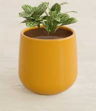 Load image into Gallery viewer, Mustard stand:all
