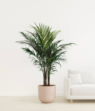 Load image into Gallery viewer, Sandy Pink

