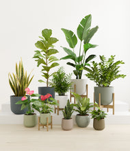 Load image into Gallery viewer, Earthy stand:four_stands
