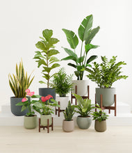 Load image into Gallery viewer, Earthy stand:four_stands
