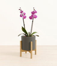 Load image into Gallery viewer, Dark Olive stand:bamboo
