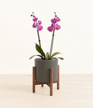 Load image into Gallery viewer, Dark Olive stand:walnut
