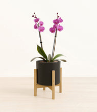 Load image into Gallery viewer, Black stand:bamboo
