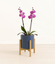 Load image into Gallery viewer, Deep Navy stand:bamboo
