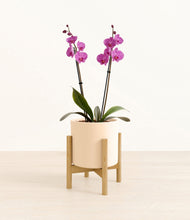 Load image into Gallery viewer, Cream stand:bamboo
