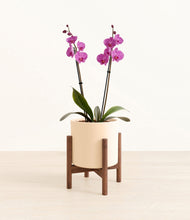 Load image into Gallery viewer, Cream stand:walnut
