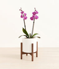Load image into Gallery viewer, White stand:walnut
