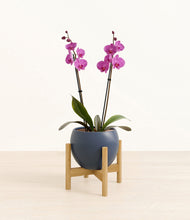 Load image into Gallery viewer, Deep Navy stand:bamboo
