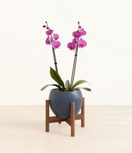 Load image into Gallery viewer, Deep Navy stand:walnut
