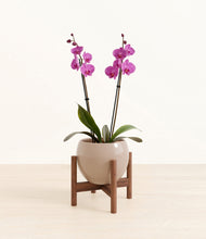 Load image into Gallery viewer, Desert Brown stand:walnut
