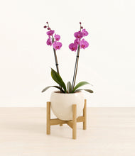 Load image into Gallery viewer, Shiny EggWhite stand:bamboo

