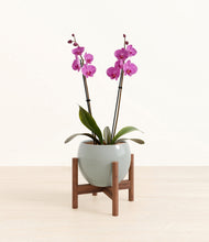 Load image into Gallery viewer, Deep Ocean stand:walnut
