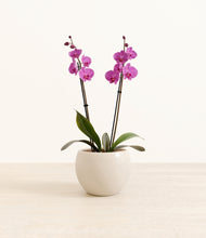 Load image into Gallery viewer, Shiny EggWhite*****Profile
